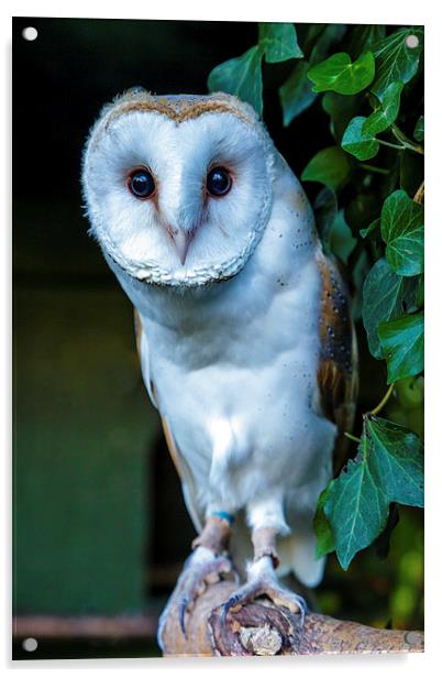Barn Owl Acrylic by David Knowles