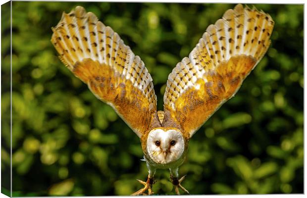 Barn owl taking off Canvas Print by David Knowles