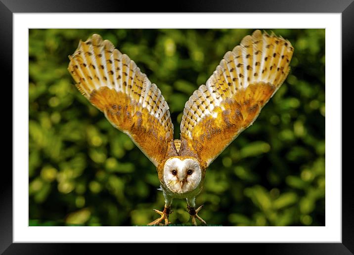 Barn owl taking off Framed Mounted Print by David Knowles