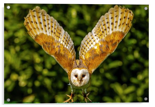 Barn owl taking off Acrylic by David Knowles