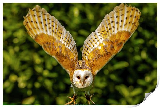 Barn owl taking off Print by David Knowles