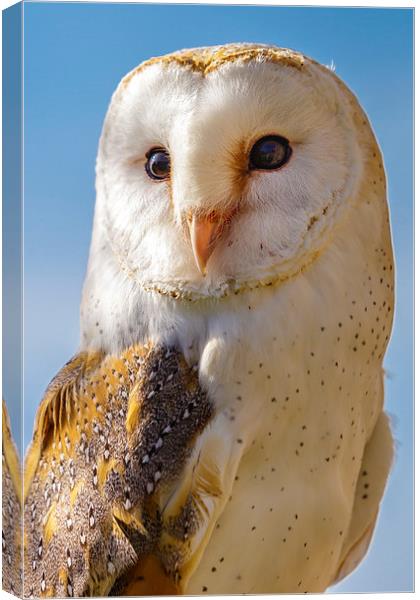 Majestic Barn Owl Canvas Print by David Knowles