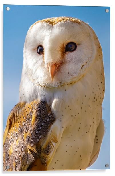 Majestic Barn Owl Acrylic by David Knowles