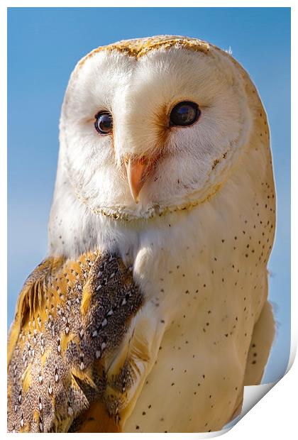 Majestic Barn Owl Print by David Knowles