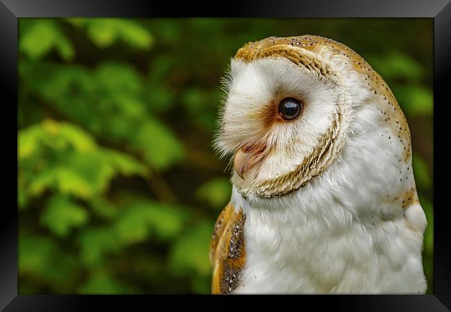 Barn owl looking right Framed Print by David Knowles