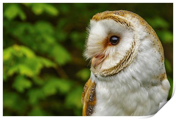 Barn owl looking right Print by David Knowles
