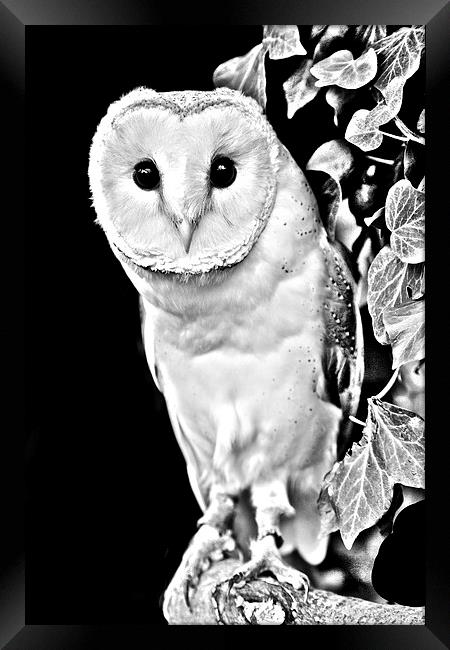 Barn owl in Black and White Framed Print by David Knowles