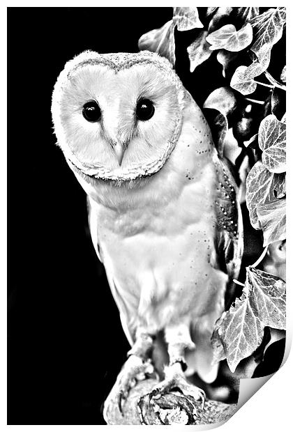 Barn owl in Black and White Print by David Knowles