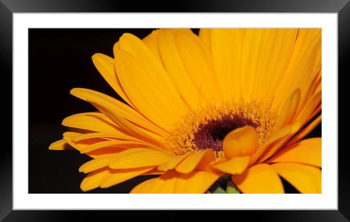 Sunny Orange Framed Mounted Print by Charlotte Moon