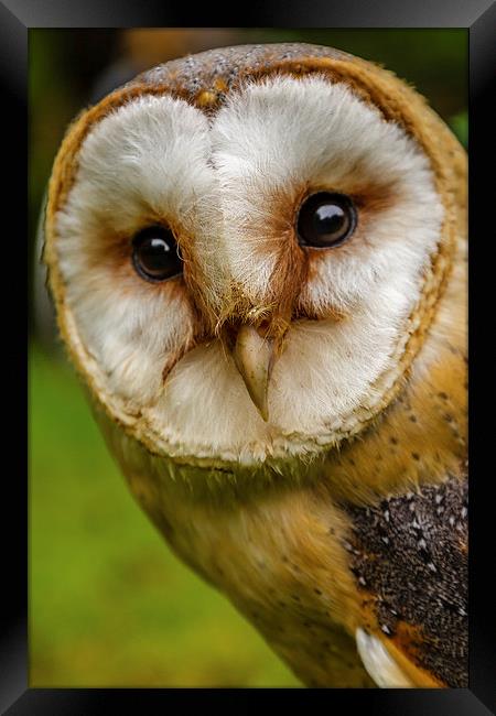 European Barn owl Framed Print by David Knowles
