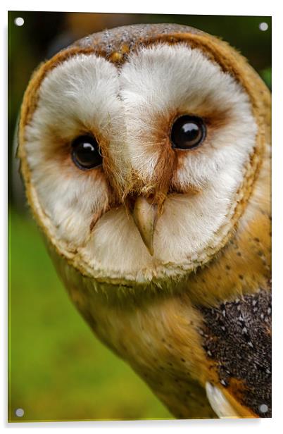 European Barn owl Acrylic by David Knowles