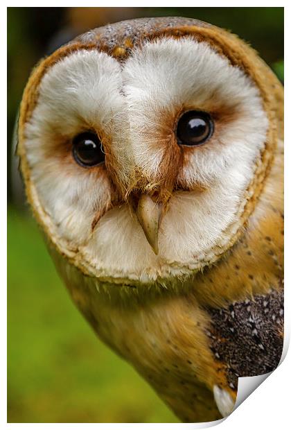 European Barn owl Print by David Knowles