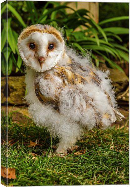 Baby Barn owl Canvas Print by David Knowles