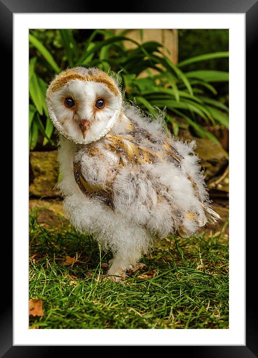 Baby Barn owl Framed Mounted Print by David Knowles