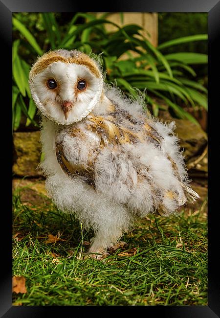 Baby Barn owl Framed Print by David Knowles