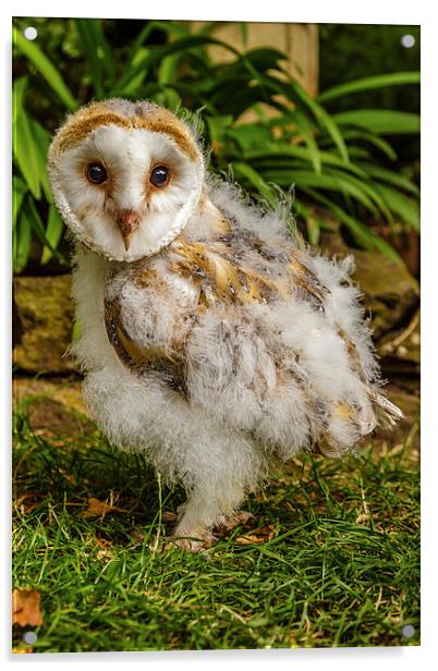 Baby Barn owl Acrylic by David Knowles