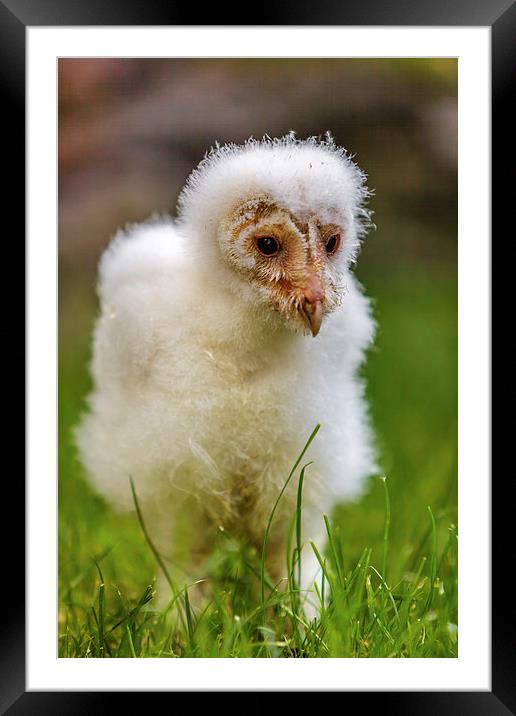 Barn Owl Chick Framed Mounted Print by David Knowles