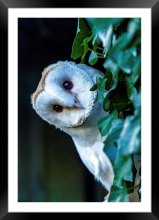 Curious Barn Owl Framed Mounted Print by David Knowles