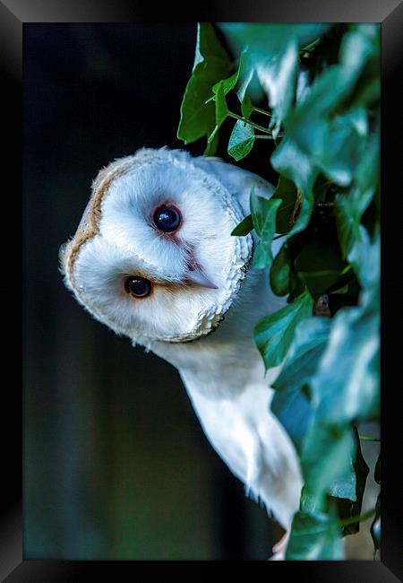 Curious Barn Owl Framed Print by David Knowles