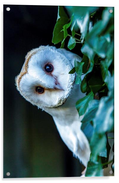 Curious Barn Owl Acrylic by David Knowles