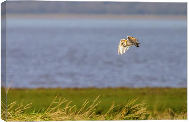 Wild Barn Owl out hunting Canvas Print by David Knowles