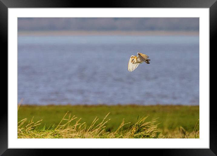 Wild Barn Owl out hunting Framed Mounted Print by David Knowles