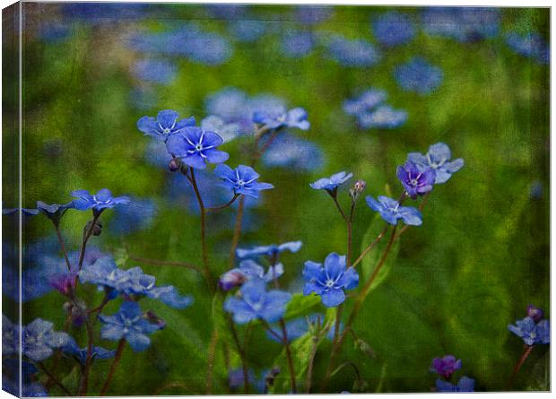 Brunnera Canvas Print by Robert Murray