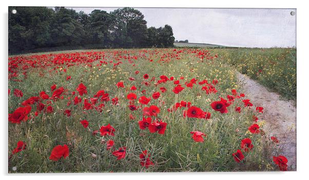 Poppies on the Hill Acrylic by Dawn Cox
