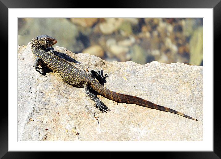 A Juvenile Nile Monitor Lizard Framed Mounted Print by Jacqueline Burrell