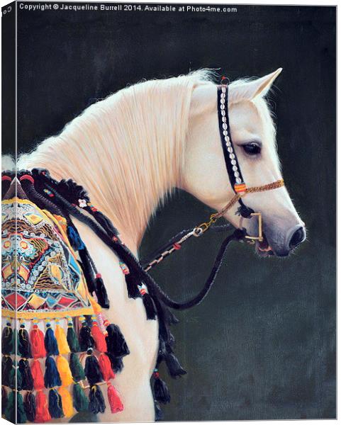 An Arabian Horse Canvas Print by Jacqueline Burrell