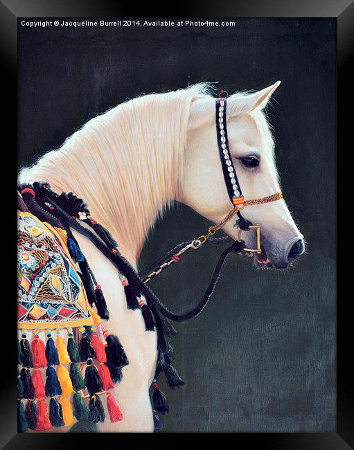 An Arabian Horse Framed Print by Jacqueline Burrell