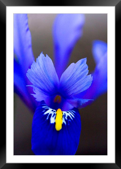 Purple Iris Framed Mounted Print by Colin Tracy