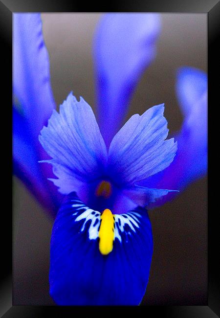 Purple Iris Framed Print by Colin Tracy