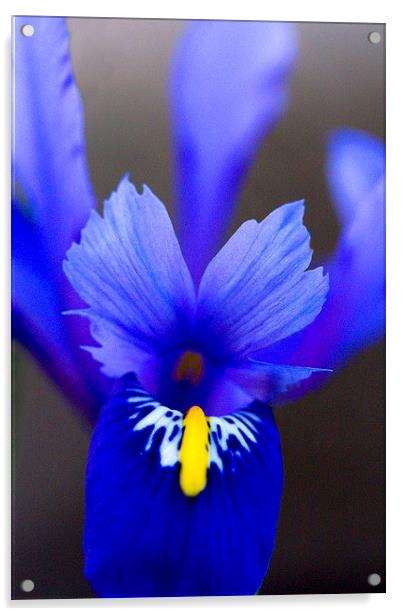 Purple Iris Acrylic by Colin Tracy