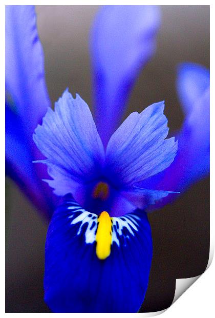 Purple Iris Print by Colin Tracy