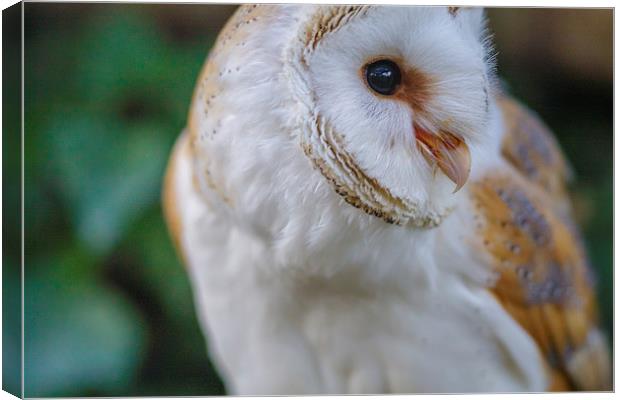 Barn Owl looking left Canvas Print by David Knowles
