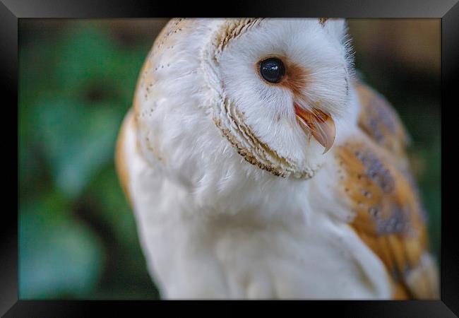 Barn Owl looking left Framed Print by David Knowles