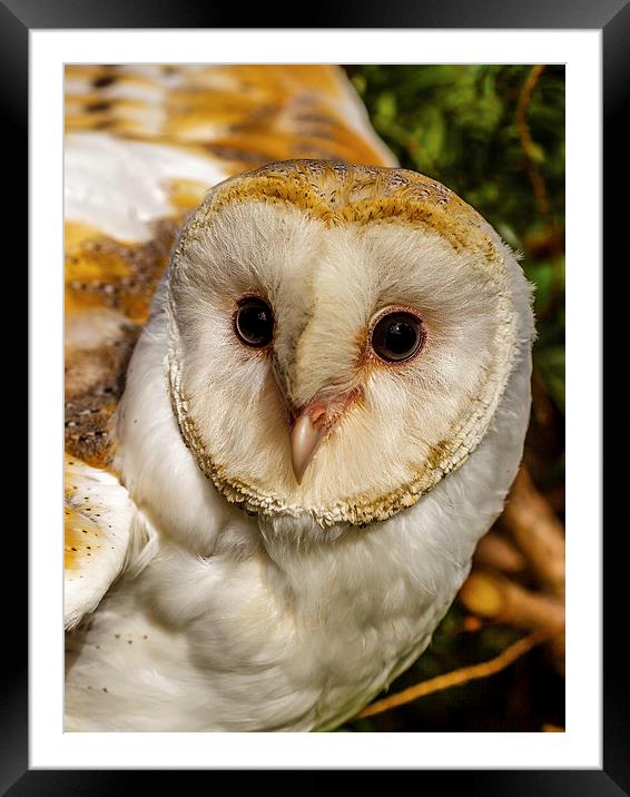 eyes of a barn owl Framed Mounted Print by David Knowles