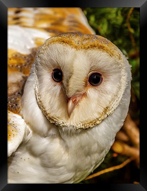 eyes of a barn owl Framed Print by David Knowles