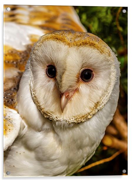 eyes of a barn owl Acrylic by David Knowles