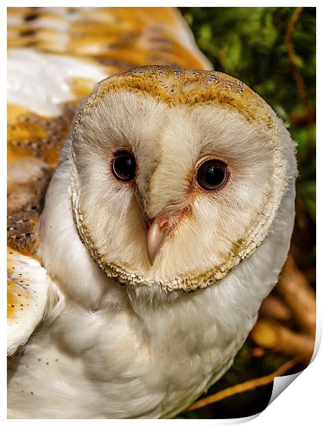 eyes of a barn owl Print by David Knowles