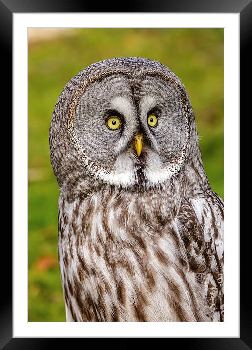 Great Grey Owl facial disc Framed Mounted Print by David Knowles