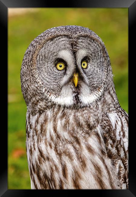 Great Grey Owl facial disc Framed Print by David Knowles