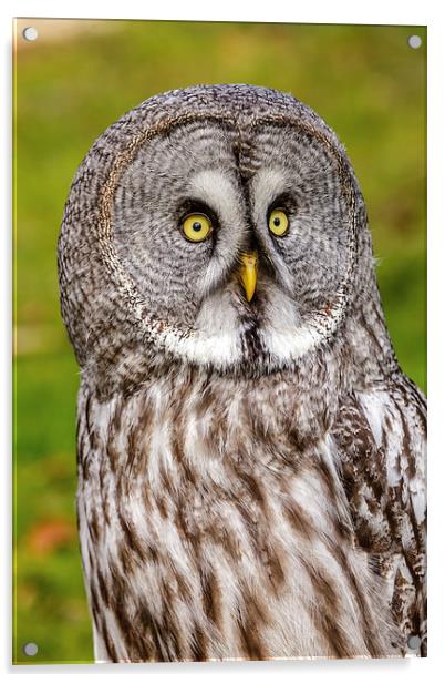 Great Grey Owl facial disc Acrylic by David Knowles