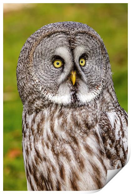 Great Grey Owl facial disc Print by David Knowles