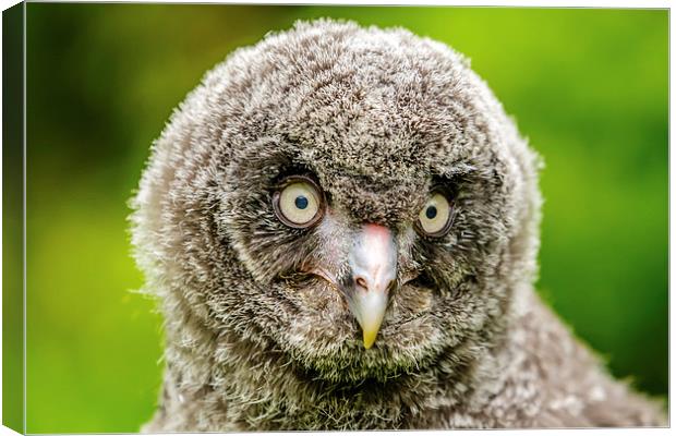 Face of baby GreatGrey Owl Canvas Print by David Knowles