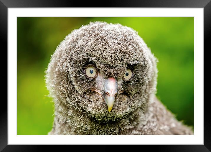 Face of baby GreatGrey Owl Framed Mounted Print by David Knowles