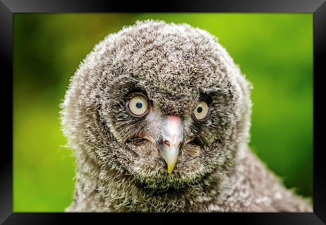 Face of baby GreatGrey Owl Framed Print by David Knowles