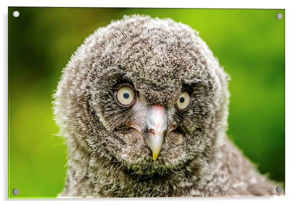 Face of baby GreatGrey Owl Acrylic by David Knowles