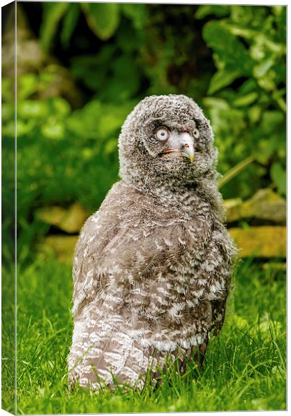 Great Grey Owl Chick Canvas Print by David Knowles